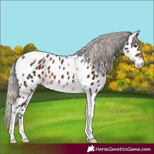 Horse Color:Silver Brown Tobiano Appaloosa 