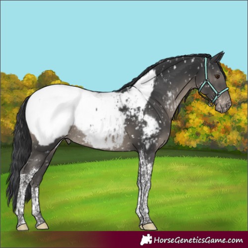 Horse Color:Black Tobiano Appaloosa Rabicano 