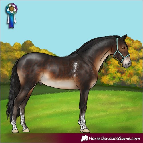 Horse Color:Gray Brown Sabino Tobiano
