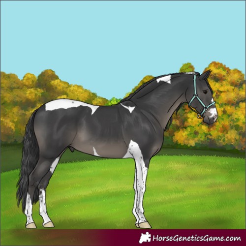 Horse Color:Black Tobiano