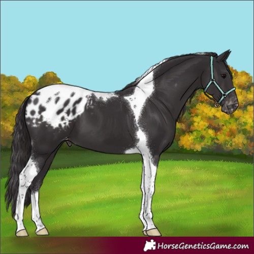 Horse Color:Smoky Black Tobiano Appaloosa 