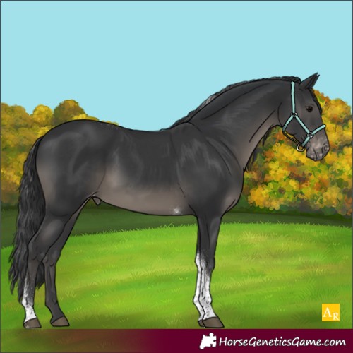 Horse Color:Black Tobiano Appaloosa 