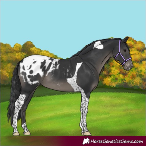 Horse Color:Black Tobiano Appaloosa 