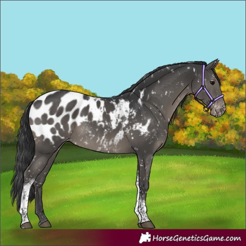 Horse Color:Black Tobiano Appaloosa
