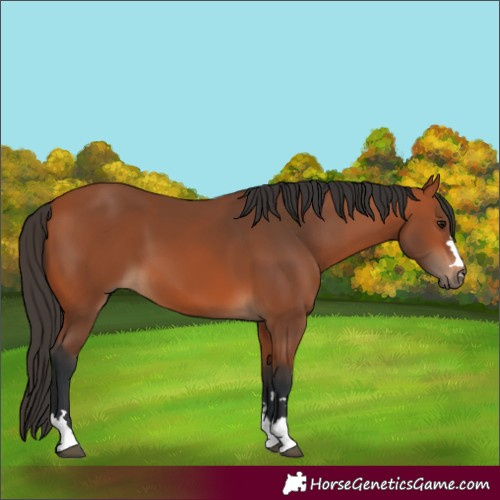 Horse Color:Bay 