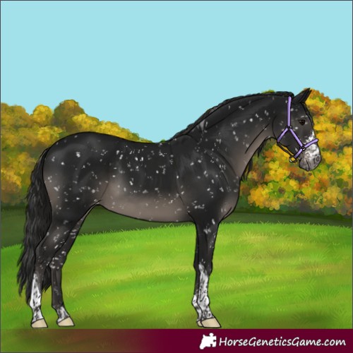 Horse Color:Gray Black Sabino Tobiano Appaloosa