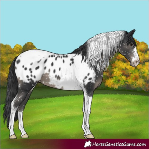 Horse Color:Black Tobiano Appaloosa