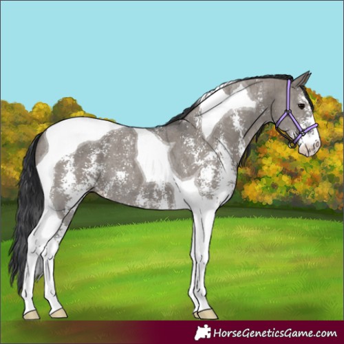 Horse Color:Grullo Sabino Tobiano Brindle