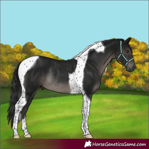Horse Color:Gray Black Tobiano Rabicano 