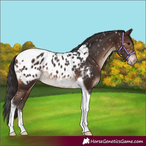 Horse Color:Brown Tobiano Appaloosa