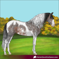 Horse Color:Brown Mushroom Sabino Tobiano Varnish 