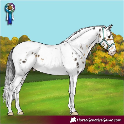 Horse Color:White Spotted Buckskin Tobiano Appaloosa 