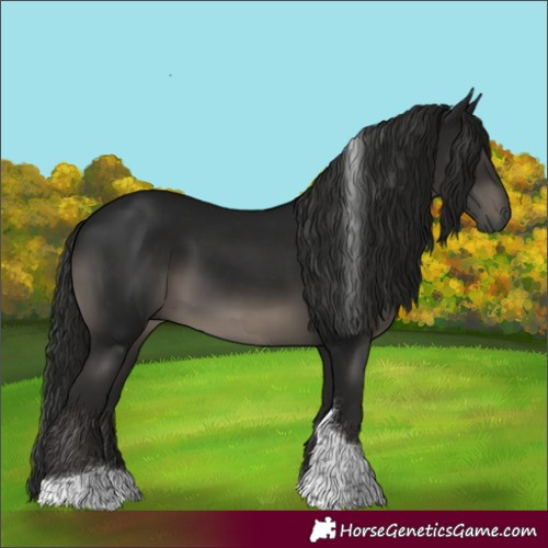 Horse Color:Gray Black Tobiano