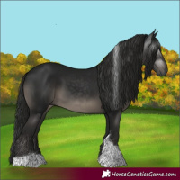 Horse Color:Gray Black Tobiano 