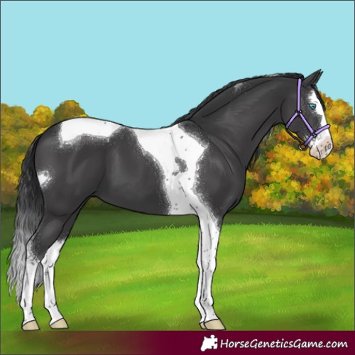 Horse Color:Black Splash Tobiano