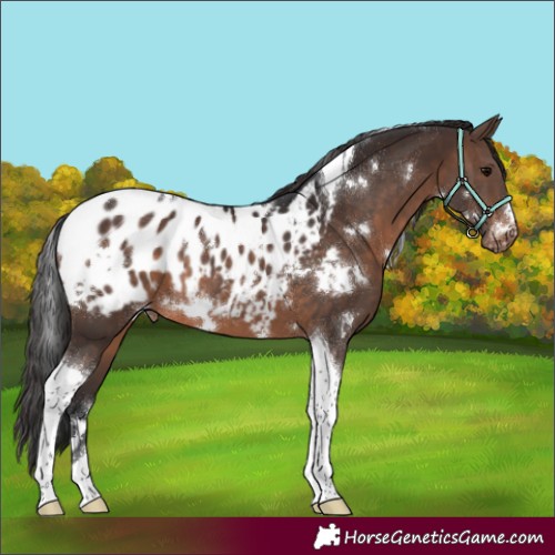 Horse Color:White Spotted Brown Tobiano Appaloosa