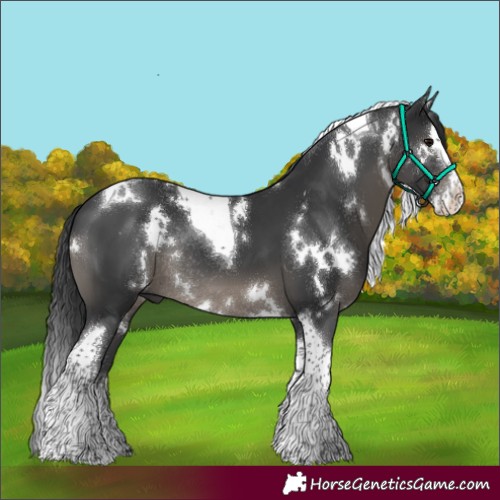 Horse Color:White Spotted Black Splash Tobiano Rabicano