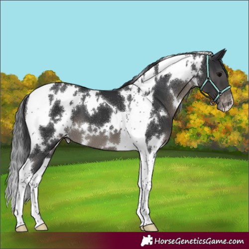 Horse Color:White Spotted Black Tobiano Appaloosa 