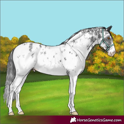 Horse Color:Black Sabino Appaloosa 