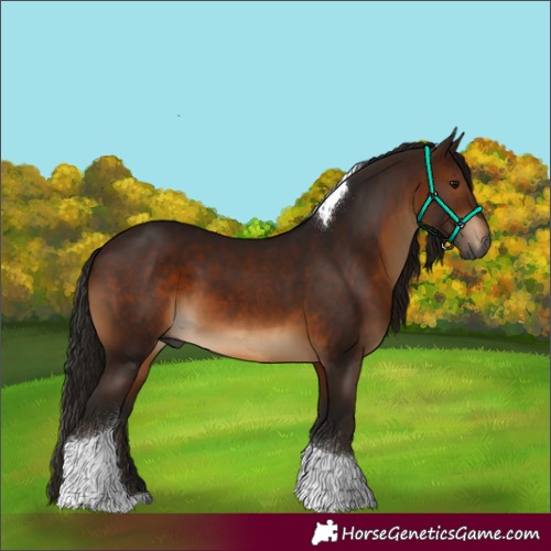 Horse Color:Gray Bay Tobiano