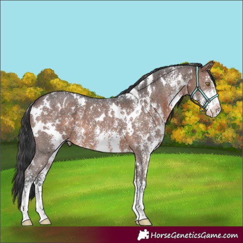 Horse Color:White Spotted Brown Sabino 
