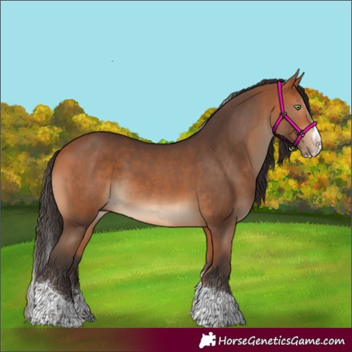 Horse Color:Bay Splash Tobiano 