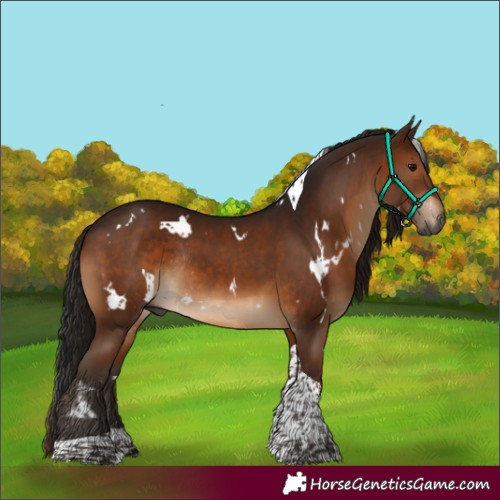 Horse Color:Gray White Spotted Brown Tobiano Rabicano