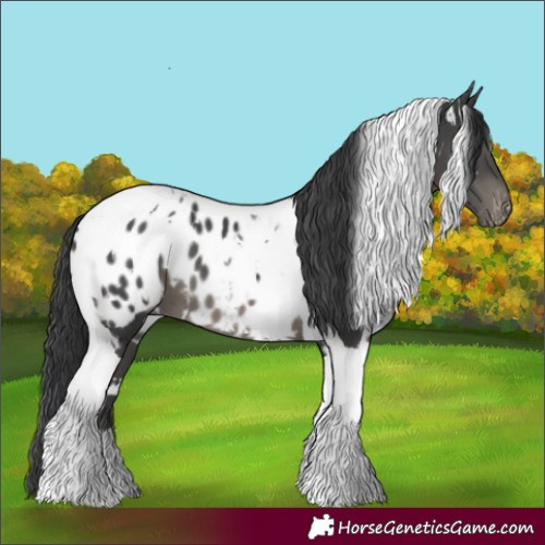 Horse Color:White Spotted Black Tobiano Blanket 