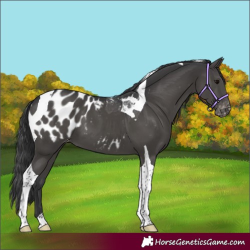 Horse Color:Black Tobiano Appaloosa 