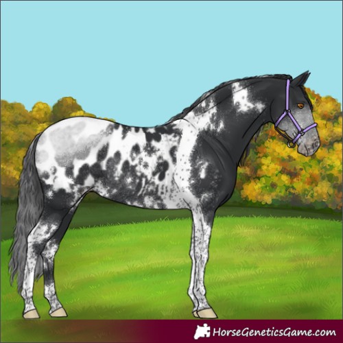 Horse Color:White Spotted Black Tobiano Appaloosa Rabicano