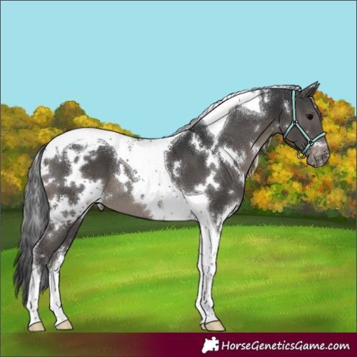 Horse Color:White Spotted Black Tobiano Appaloosa 