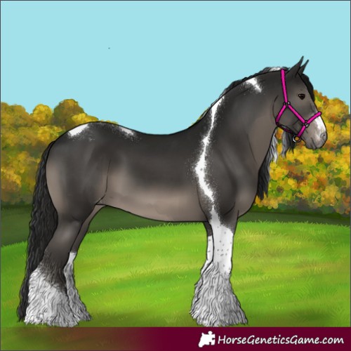 Horse Color:Gray Black Tobiano Appaloosa 