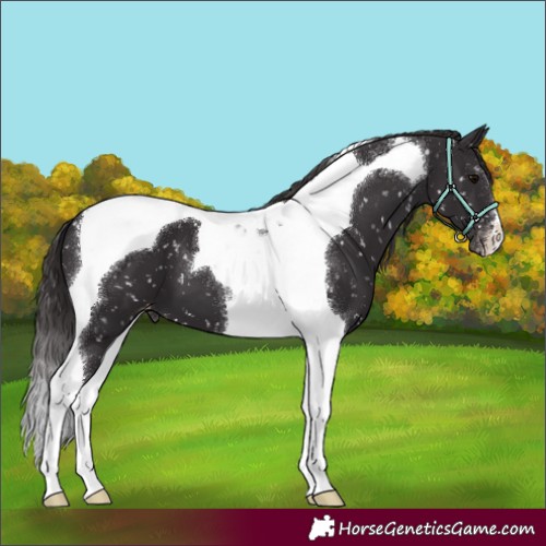 Horse Color:Smoky Black Tobiano Appaloosa 