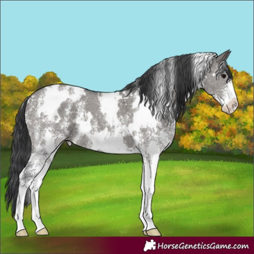 Horse Color:White Spotted Grullo Sabino 