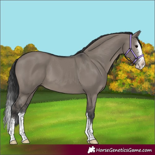 Horse Color:Grullo Splash 