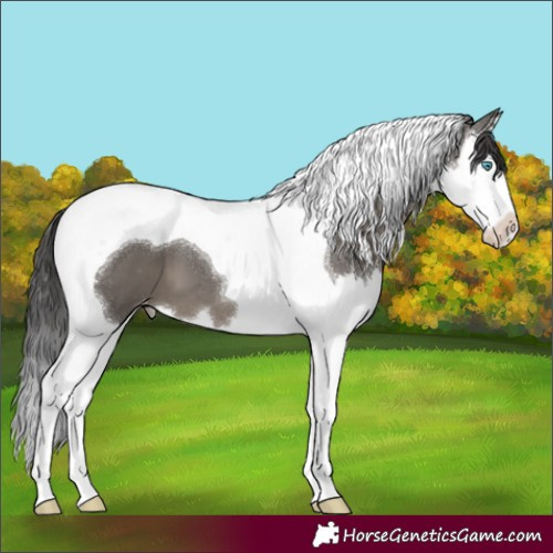 Horse Color:Grullo Splash Tobiano Appaloosa 