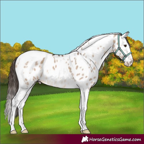 Horse Color:White Spotted Brown Dun Splash Tobiano Appaloosa 