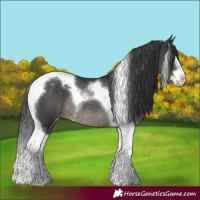Horse Color:Black Splash Tobiano Varnish Rabicano