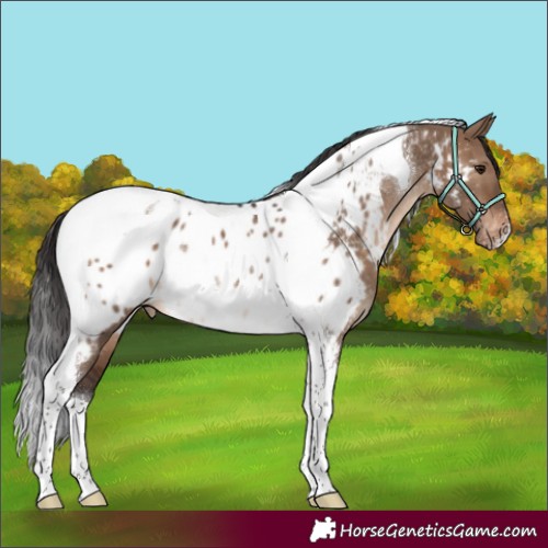 Horse Color:Brown Dun Tobiano Appaloosa Rabicano 