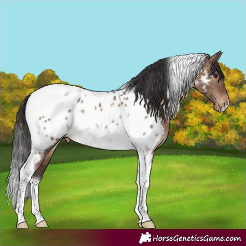 Horse Color:Brown Dun Tobiano Appaloosa Rabicano 