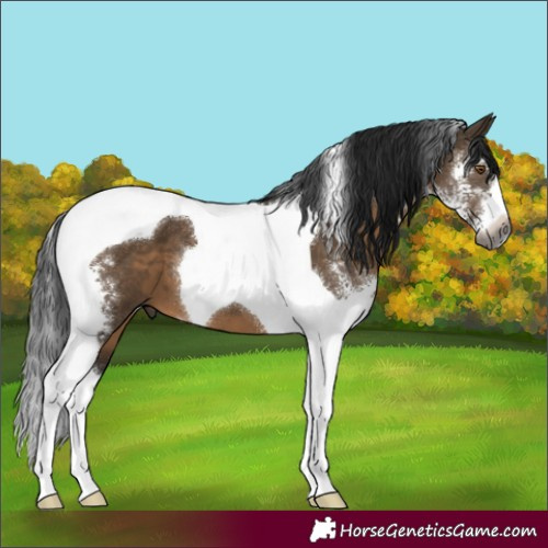 Horse Color:Gray Brown Dun Sabino Tobiano 