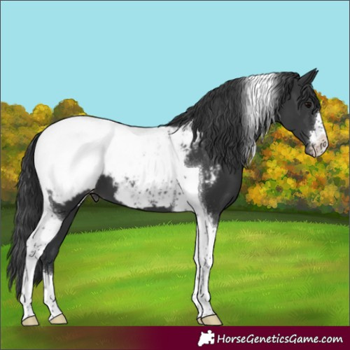 Horse Color:Black Tobiano Appaloosa 