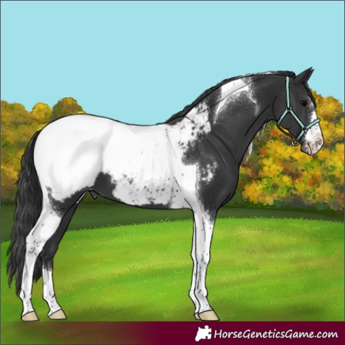 Horse Color:Black Tobiano Appaloosa 