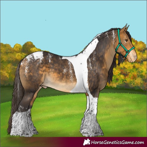 Horse Color:Powder White Buckskin Tobiano Appaloosa 