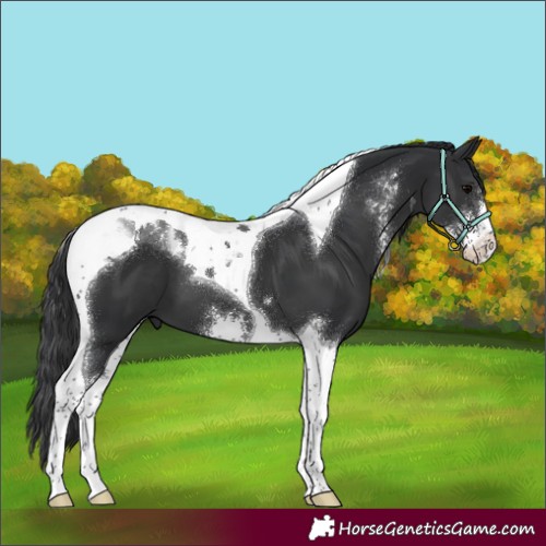 Horse Color:Black Sabino Tobiano