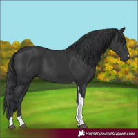 Horse Color:Black Tobiano 