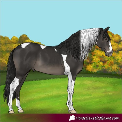 Horse Color:Gray Black Tobiano Appaloosa 