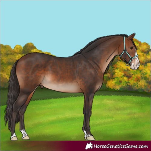 Horse Color:Brown Splash Rabicano 