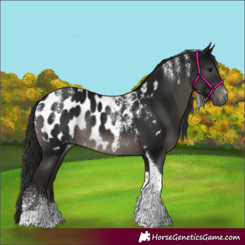 Horse Color:Powder White Gray Smoky Black Tobiano Appaloosa Rabicano