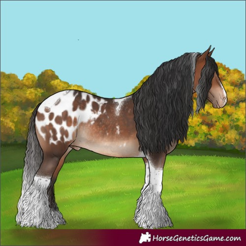 Horse Color:Brown Tobiano Appaloosa Rabicano 